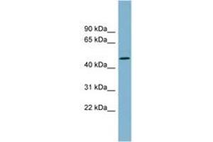 Image no. 1 for anti-Tryptophan 2,3-Dioxygenase (TDO2) (AA 71-120) antibody (ABIN6743385) (TDO2 Antikörper  (AA 71-120))