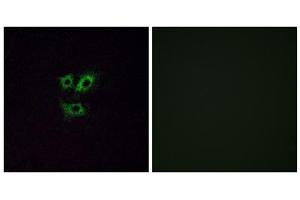 Immunofluorescence analysis of A549 cells, using OR2Y1 antibody. (OR2Y1 Antikörper  (Internal Region))