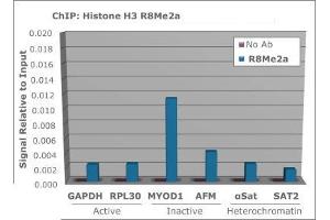 Chromatin Immunoprecipitation of Histone H3 [Asym-dimethyl Arg8] Antibody. (Histone 3 Antikörper  (H3R8me2a))