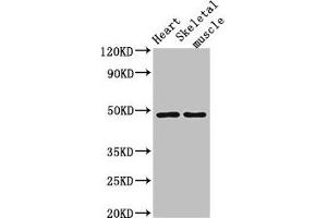 Western Blot Positive WB detected in: Mouse heart tissue, Mouse skeletal muscle tissue All lanes: CD36 antibody at 2 μg/mL Secondary Goat polyclonal to rabbit IgG at 1/50000 dilution Predicted band size: 54, 33, 49, 47 kDa Observed band size: 49 kDa (CD36 Antikörper  (AA 191-376))