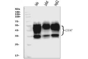Western blot analysis of CD147/Emmprin using anti-CD147/Emmprin antibody (ABIN7599998). (CD147 Antikörper  (AA 138-323))