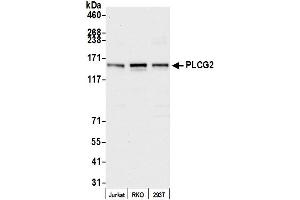 Western Blotting (WB) image for anti-Phospholipase C gamma 2 (PLCG2) (AA 500-550) antibody (ABIN7452833)