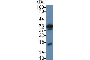 Western Blot; Sample: Mouse Kidney lysate; Primary Ab: 5µg/ml Rabbit Anti-Mouse MK Antibody Second Ab: 0. (Midkine Antikörper  (AA 22-140))
