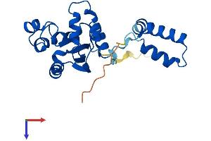 NME5 Protein (AA 1-211) (His tag)