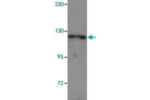 Western blot analysis of NLRP13 in K-562 cell lysate with NLRP13 polyclonal antibody  at 1 ug/mL.