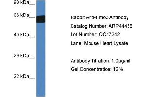 Western Blotting (WB) image for anti-Flavin Containing Monooxygenase 3 (FMO3) (Middle Region) antibody (ABIN2781863) (FMO3 Antikörper  (Middle Region))