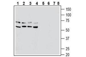 Western blot analysis of human PANC-1 pancreatic carcinoma cell line lysate (lanes 1 and 5), human Jurkat T-cell leukemia cell line lysate (lanes 2 and 6), human THP-1 monocytic leukemia cell line lysate (lanes 3 and 7) and mouse BV-2 microglia cell line lysate (lanes 4 and 8): - 1-4.