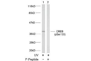 Image no. 2 for anti-cAMP Responsive Element Binding Protein 1 (CREB1) (pSer133) antibody (ABIN196704) (CREB1 Antikörper  (pSer133))