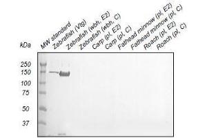 Western Blotting (WB) image for anti-Vitellogenin (VTG) antibody (ABIN123821) (Vitellogenin Antikörper)