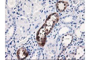 Immunohistochemical staining of paraffin-embedded Human Kidney tissue using anti-NUBPL mouse monoclonal antibody. (NUBPL Antikörper  (AA 1-250))