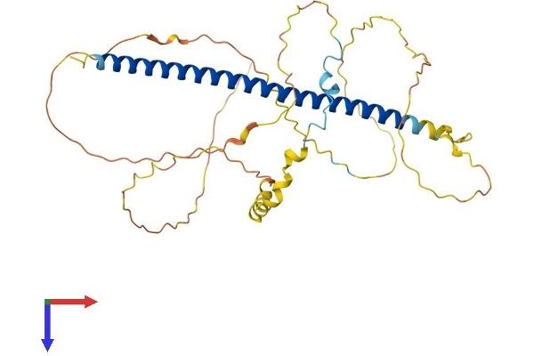 ATF4 Protein (AA 1-351) (His tag)