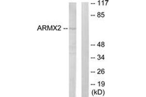 Western blot analysis of extracts from 293 cells, using ARMCX2 Antibody. (ARMCX2 Antikörper  (AA 321-370))