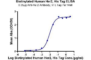 Immobilized Anti-Her2 Antibody, hFc Tag at 0. (ErbB2/Her2 Protein (His-Avi Tag,Biotin))