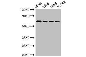 Western Blot Positive WB detected in Recombinant protein All lanes: pvdA antibody at 2. (PvdA (AA 1-443) Antikörper)