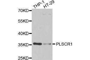 Western blot analysis of extracts of THP1 and HT29 cell lines, using PLSCR1 antibody. (PLSCR1 Antikörper)