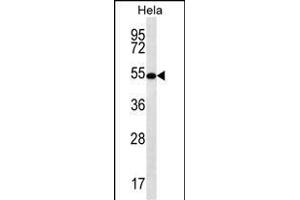 SCHIP1 Antibody (Center) (ABIN656782 and ABIN2846000) western blot analysis in Hela cell line lysates (35 μg/lane). (SCHIP1 Antikörper  (AA 90-118))