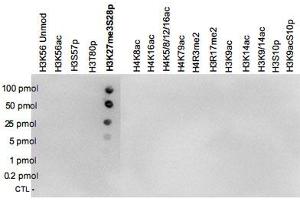 A Dot Blot analysis was performed to test the cross reactivity of H3K27me3S28p polyclonal antibody  with peptides containing other modifications of histone H3 and H4 and with peptides containing unmodified sequences from histone H3. (Histone 3 Antikörper  (H3K27me3, pSer10))