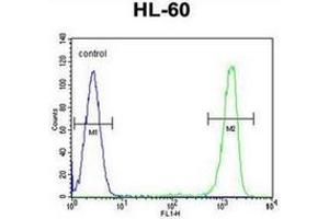 Flow cytometric analysis of HL-60 cells using ITIH1 / IGHEP1 Antibody (Center) Cat.