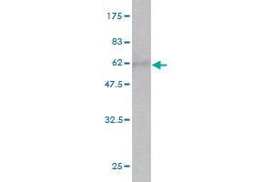 Western Blot detection against Immunogen (54. (CA1 Antikörper  (AA 1-261))