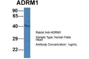 Host: Rabbit  Target Name: ADRM1  Sample Tissue: Human Fetal Heart  Antibody Dilution: 1.