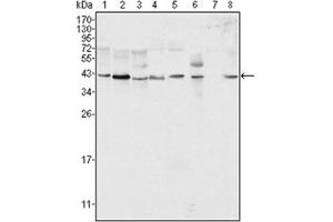 Western Blotting (WB) image for anti-Mitogen-Activated Protein Kinase 1 (MAPK1) antibody (ABIN1107133) (ERK2 Antikörper)