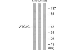 Western blot analysis of extracts from K562 cells and COS7 cells, using ATG4C antibody. (ATG4C Antikörper  (N-Term))
