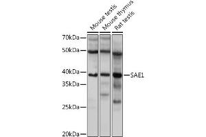 Western blot analysis of extracts of various cell lines, using S Rabbit mAb (ABIN7270633) at 1:1000 dilution. (SAE1 Antikörper)