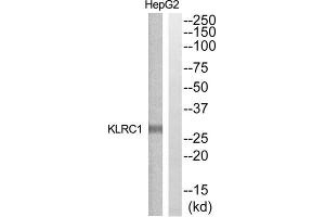 Western blot analysis of extracts from HepG2 cells, using KLRC1 antibody. (KLRC1 Antikörper  (N-Term))