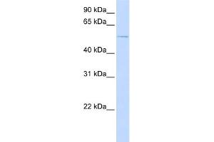 Western Blotting (WB) image for anti-Activin Receptor Type I (ACRV1) (N-Term) antibody (ABIN2782108)
