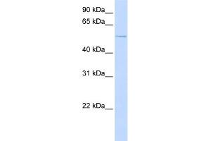 WB Suggested Anti-ACVR1 Antibody Titration:  0. (ACVR1 Antikörper  (N-Term))