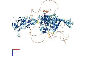 Topoisomerase II alpha Protein (AA 1-1528) (His tag)