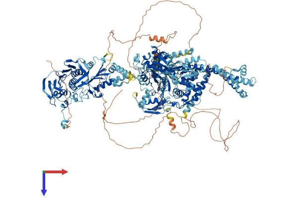 Topoisomerase II alpha Protein (AA 1-1528) (His tag)