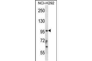 Western blot analysis in NCI-H292 cell line lysates (35ug/lane). (STAT4 Antikörper  (C-Term))