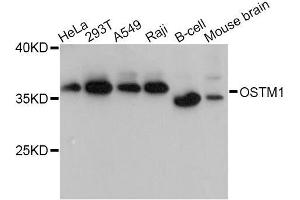 Western blot analysis of extracts of various cell lines, using OSTM1 Antibody (ABIN5998424) at 1:3000 dilution. (OSTM1 Antikörper)