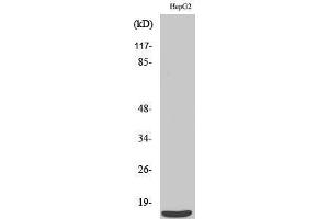 Western Blotting (WB) image for anti-Pre-mRNA Branch Site Protein p14 (SF3B14) (C-Term) antibody (ABIN3186873)