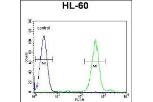 FOXC2 Antibody (Center ) (ABIN655526 and ABIN2845039) flow cytometric analysis of HL-60 cells (right histogram) compared to a negative control cell (left histogram). (FOXC2 Antikörper  (AA 183-210))