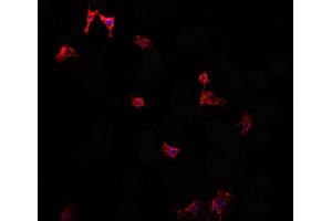 ABIN6276890 staining HepG2? (Vip Antikörper  (Internal Region))