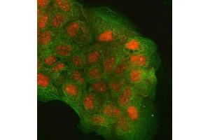 IF analysis of RGS9 and Tubulin beta using anti-RGS9 antibody (ABIN7599945) and anti-Tubulin beta antibody (ABIN7602744). (RGS Antikörper  (AA 13-638))