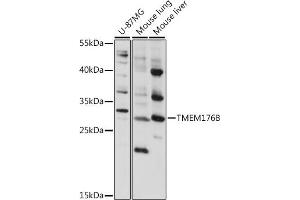 Western blot analysis of extracts of various cell lines, using TMEM176B antibody (ABIN7270960) at 1:1000 dilution. (TMEM176B Antikörper  (AA 148-208))
