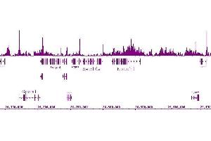 Histone H4K5ac antibody (pAb) tested by ChIP-Seq. (Histone H4 Antikörper  (acLys5))