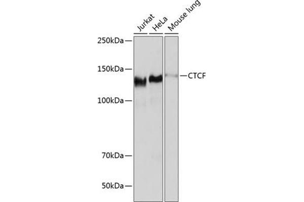 CTCF Antikörper