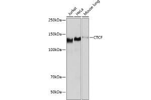Western blot analysis of extracts of various cell lines, using CTCF antibody (ABIN7266164) at 1:1000 dilution. (CTCF Antikörper)