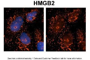 Sample Type: NT2 cells Red: Antibody Blue: DAPI Primary Dilution: 1ug/50ul antibody Secondary Antibody: Alexa goat anti-rabbit 594 Image Submitted by: Yuzhi Chen, University of Arkansas for Medical Sciences (HMGB2 Antikörper  (Middle Region))