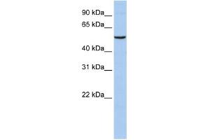 WB Suggested Anti-PPARA Antibody Titration:  0. (PPARA Antikörper  (N-Term))