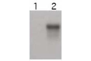 Image no. 1 for anti-Cyclin E2 (CCNE2) (C-Term) antibody (ABIN401374) (Cyclin E2 Antikörper  (C-Term))