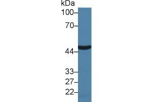 Detection of ASS1 in Porcine Liver lysate using Polyclonal Antibody to Argininosuccinate Synthetase 1 (ASS1) (ASS1 Antikörper  (AA 1-412))