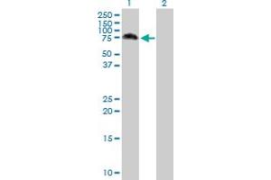 Western Blot analysis of MAP3K7 expression in transfected 293T cell line by MAP3K7 MaxPab polyclonal antibody. (MAP3K7 Antikörper  (AA 1-579))