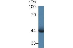 Detection of PIM1 in Mouse Skeletal muscle lysate using Polyclonal Antibody to Pim-1 Oncogene (PIM1)