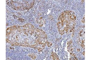 IHC analysis of GLUD1/2 using anti-GLUD1/2 antibody (ABIN7602000). (GLUD1 / GLUD2 (AA 54-553) Antikörper)