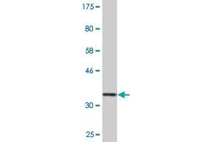 Western Blot detection against Immunogen (35. (TAO Kinase 3 Antikörper  (AA 809-898))